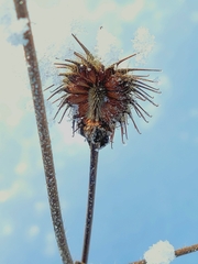 Geum aleppicum