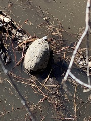 Kinosternon sonoriense