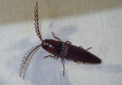Dicrepidius ramicornis