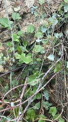 Rumex induratus