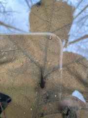 Ambystoma opacum