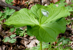 Trillium