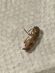 Cymatodera undulata