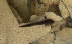 Ambystoma opacum