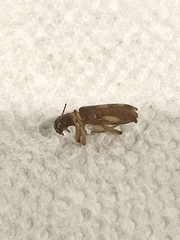 Cymatodera undulata