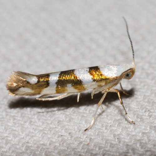 Argyresthia calliphanes photo 3