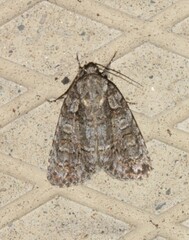 Acronicta increta