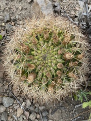 Eriosyce curvispina