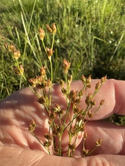 Juncus biflorus