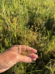 Juncus biflorus