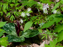 Stellaria pubera