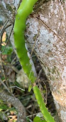 Selenicereus