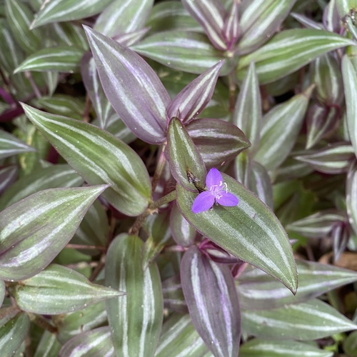 Tradescantia zebrina