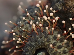 Nectria pseudotrichia