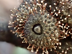 Nectria pseudotrichia