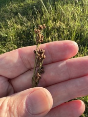 Rhynchospora microcarpa