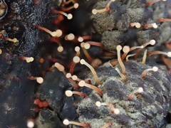 Nectria pseudotrichia