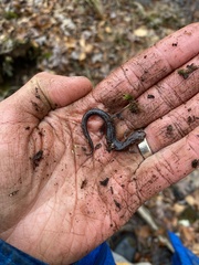 Plethodon ventralis
