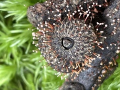 Nectria pseudotrichia