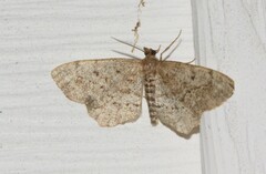 Hypagyrtis piniata