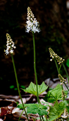 Tiarella