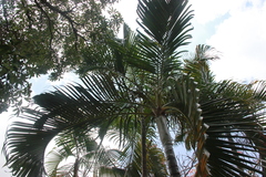 Dypsis lutescens