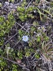 Gentiana sedifolia