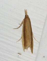 Donacaula albicostellus