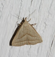 Macrochilo absorptalis