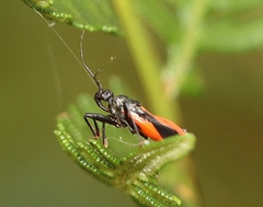 Archilestidium cinnabarinum