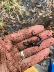 Plethodon ventralis