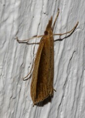 Donacaula albicostellus