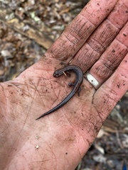 Plethodon ventralis