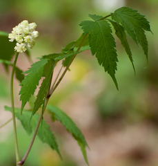 Actaea pachypoda
