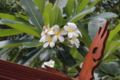 Plumeria obtusa