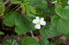 Viola canadensis