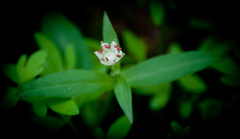 Stellaria pubera