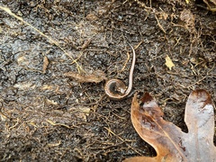 Plethodon ventralis