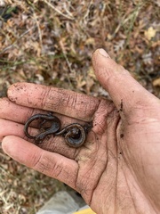 Plethodon ventralis