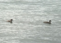 Somateria spectabilis