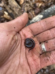 Plethodon ventralis