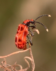 Lemodes coccinea