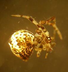 Cryptachaea blattea