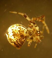 Cryptachaea blattea