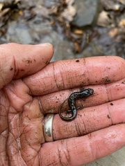 Desmognathus conanti