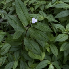 Tradescantia fluminensis