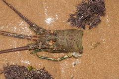 Panulirus laevicauda