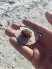 Arbacia punctulata