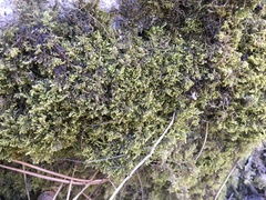 Ctenidium molluscum