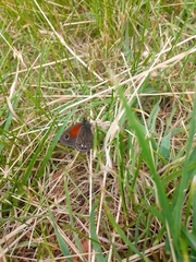 Cosmosatyrus leptoneuroides